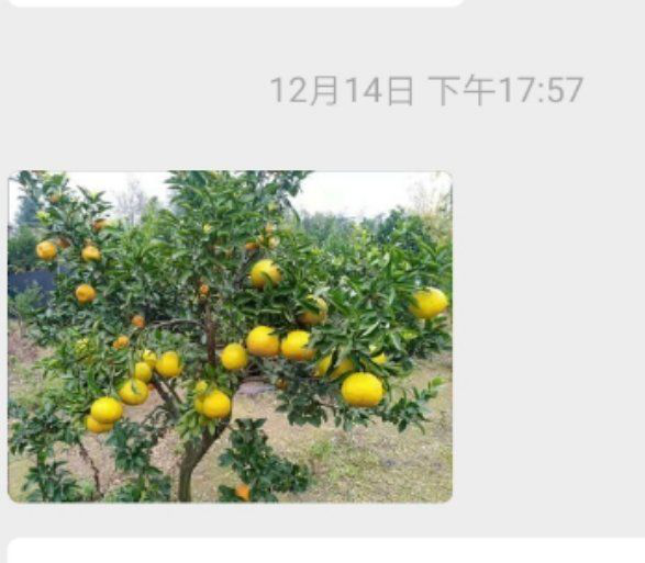 洪江花卉種植,果樹(shù)種植,水稻研種,洪江市全星花果研發(fā)有限公司