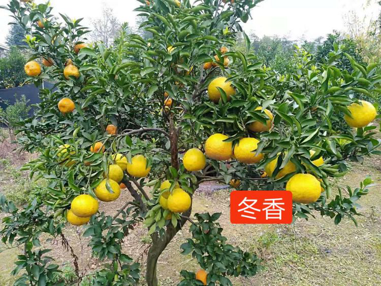 洪江花卉種植,果樹(shù)種植,水稻研種,洪江市全星花果研發(fā)有限公司