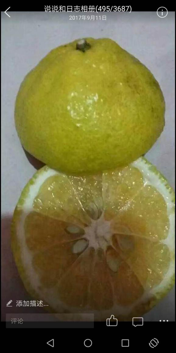 洪江花卉種植,果樹(shù)種植,水稻研種,洪江市全星花果研發(fā)有限公司