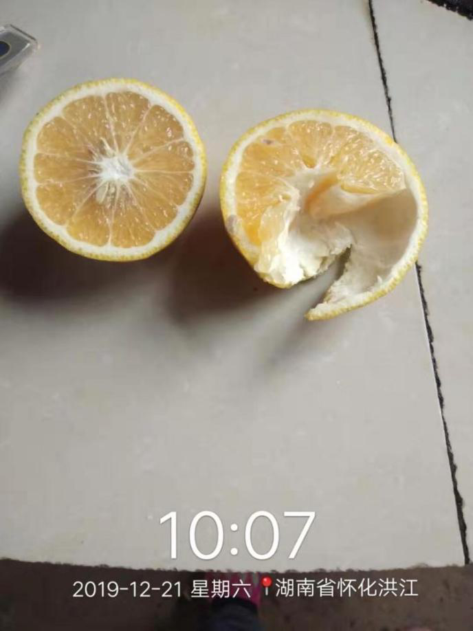 洪江花卉種植,果樹(shù)種植,水稻研種,洪江市全星花果研發(fā)有限公司